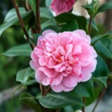 Камелия японская Bonomiana (Бономания). Camellia j. Bonomiana (1 саженец) описание, отзывы, характеристики