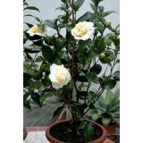 Камелія японська Brushfield's Yellow Camellia j. Brushfield's Yellow опис, характеристики, відгуки