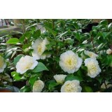 Камелія японська Brushfield's Yellow Camellia j. Brushfield's Yellow опис, характеристики, відгуки