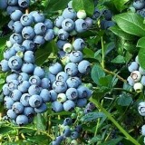 Лохина садова Бригіта Блю Vaccinium cor. Brigitta Blue опис, характеристики, відгуки