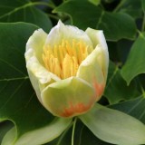 Лириодендрон Тюльпанное дерево Liriodendron tulipifera (1 саженец) описание, отзывы, характеристики