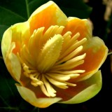 Лириодендрон Тюльпанное дерево Liriodendron tulipifera (1 саженец) описание, отзывы, характеристики