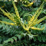 Магония японская Mahonia japonica (1 саженец) описание, отзывы, характеристики