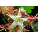 Малина японская пурпуроплодная Rubus phoenicolasius (1 саженец) описание, отзывы, характеристики