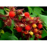 Малина японская пурпуроплодная Rubus phoenicolasius (1 саженец) описание, отзывы, характеристики