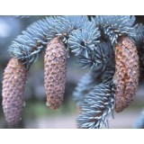 Ель голубая Глаука Picea pungens Glauca (1 саженец) описание, отзывы, характеристики