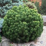 Сосна горная Пумилио Pinus mugo pumilio (1 саженец) описание, отзывы, характеристики