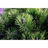 Сосна горная Пумилио Pinus mugo pumilio (1 саженец) описание, отзывы, характеристики