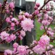 Вишня декоративна (Prunus glandulosa) в інтернет магазині насіння та рослин Вишня декоративна (Prunus glandulosa) в інтернет магазині насіння та рослин