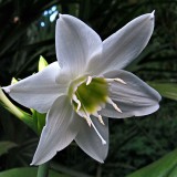 Эухарис Amazonica  (лилия амазонская) (1 луковица)  описание, отзывы, характеристики