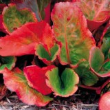 Бергения cordifolia Red (1 растение) описание, отзывы, характеристики