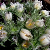 Сон-трава vulgaris White Bells (1 растение) описание, отзывы, характеристики