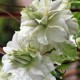 Клематис (Clematis) в интернет магазине семян и растений Клематис (Clematis) в интернет магазине семян и растений