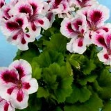 Пеларгонія королівська Pac Candy flowers bicolor (1 саджанець) опис, характеристики, відгуки