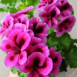 Пеларгонія королівська Pac Candy flowers violet (1 саджанець) опис, характеристики, відгуки